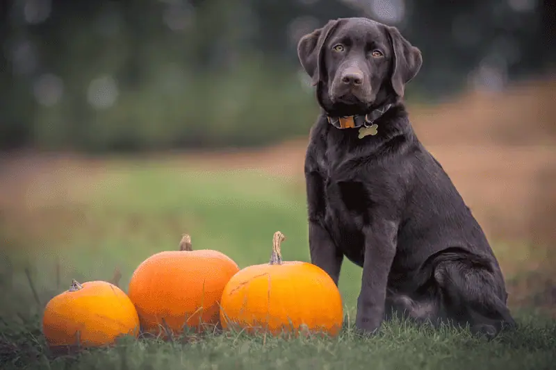 dog from unsplash