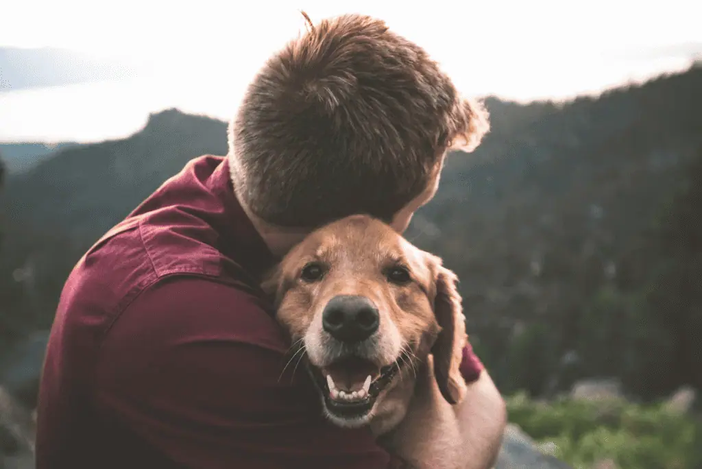 dog from unsplash