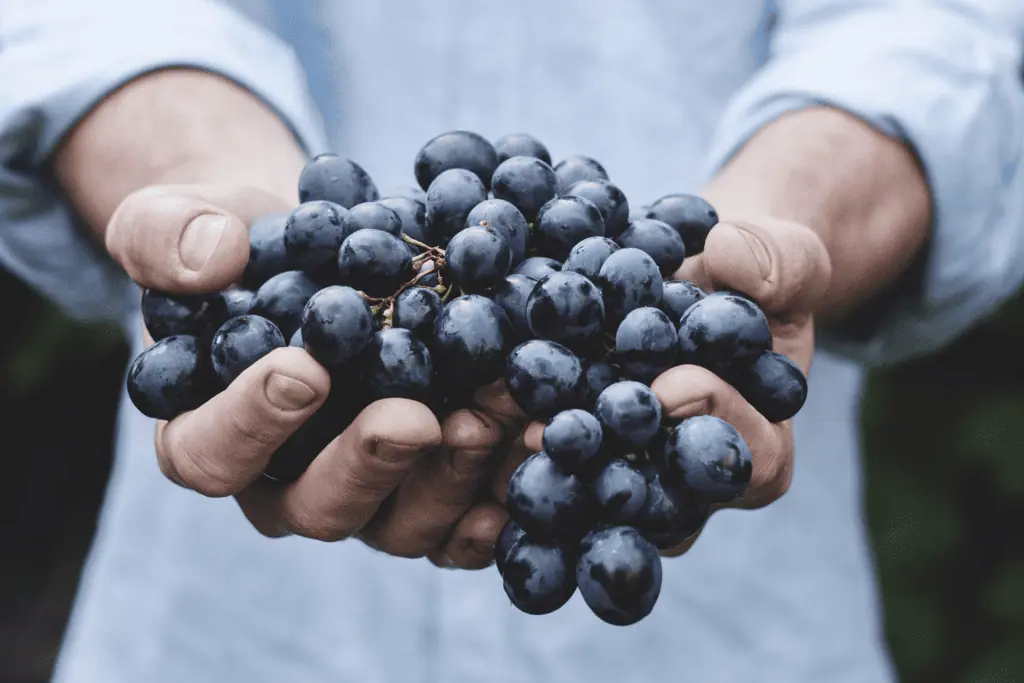 grape from unsplash