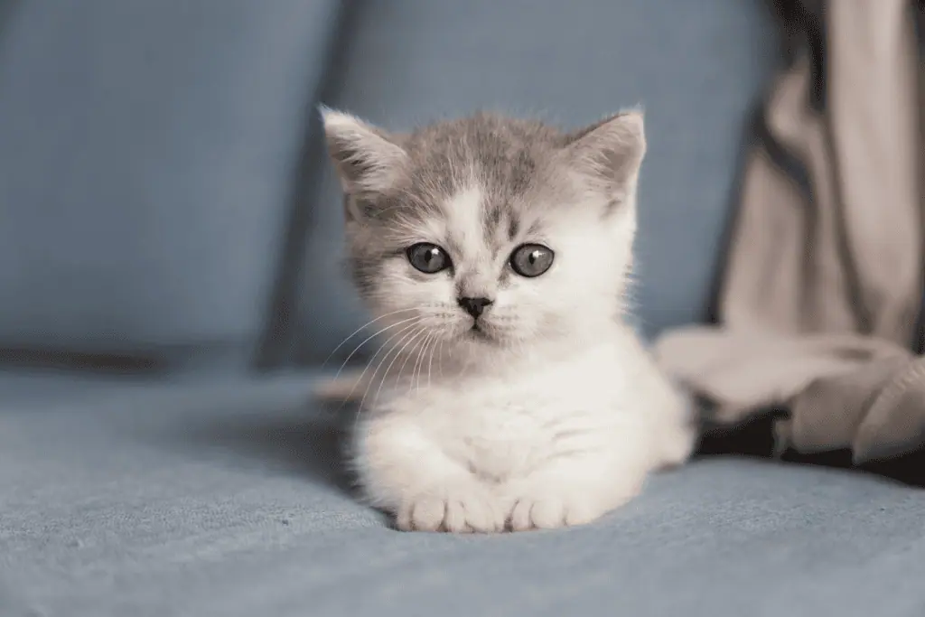 kitty, from unsplash