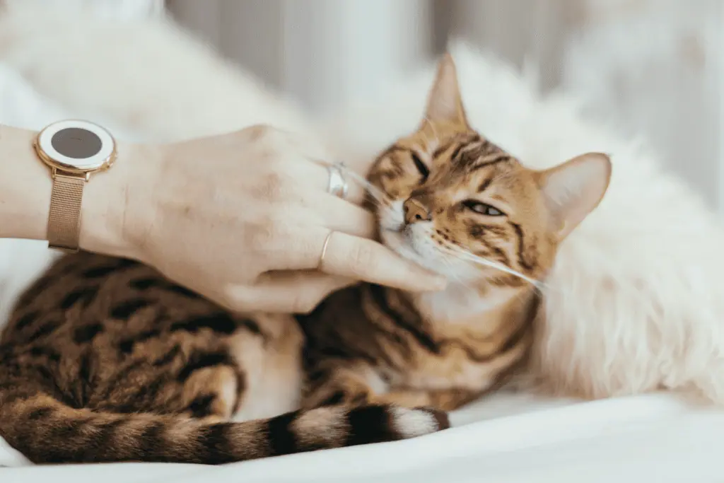 cat, from unsplash