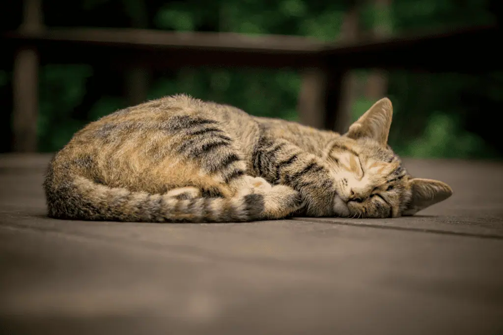 cat from unsplash